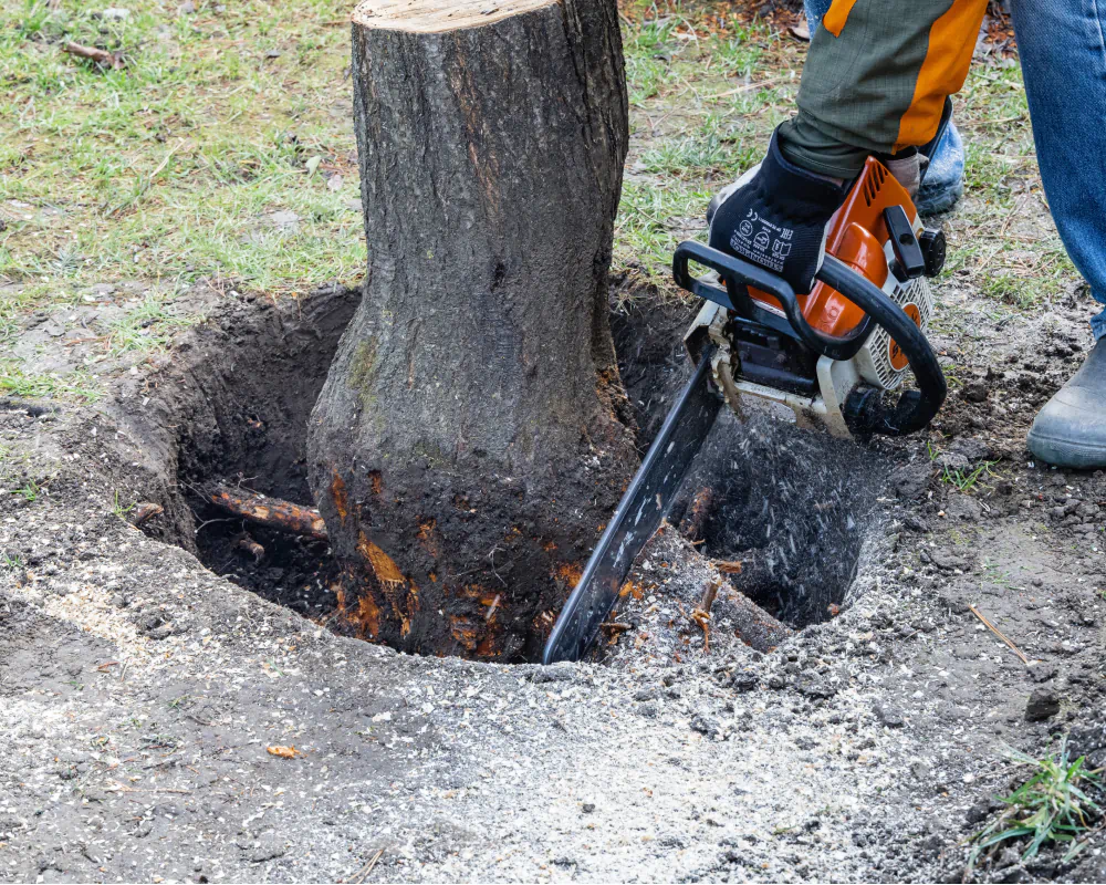 chainsaw being used to remove roots Forest Park GA1 NEW