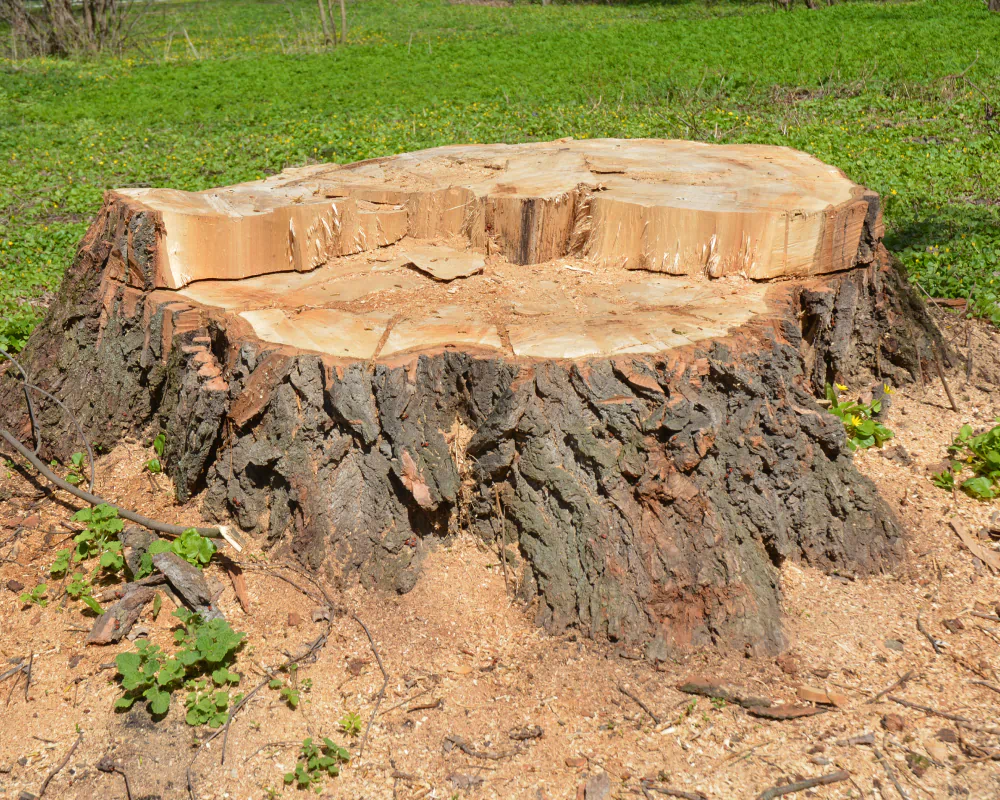 huge stump in a backyard Forest Park GA1 NEW