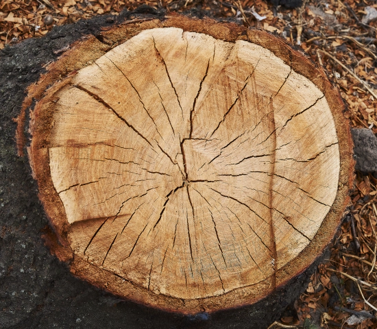 stump Forest Park GA NEW